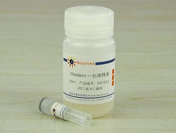 Phospho-GSK-3β(Ser9)抗体(兔多抗)